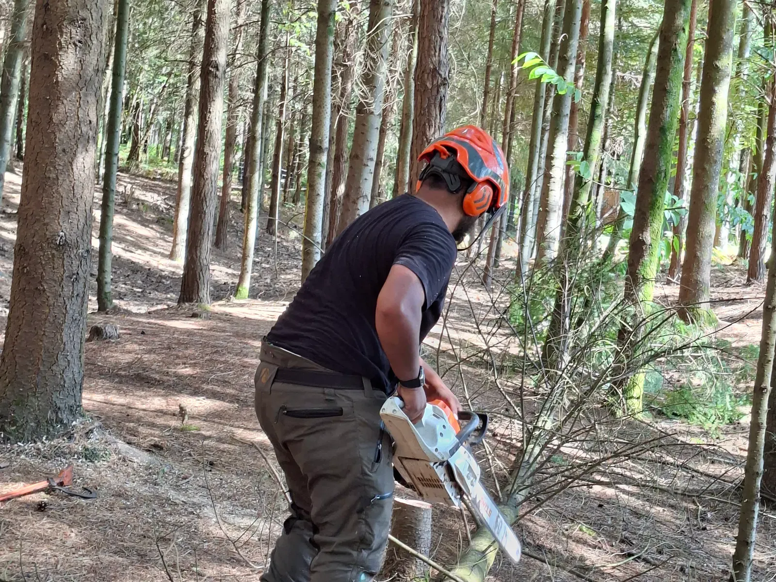 Rafi clearing branches with a chainsaw in a conifer woodland.