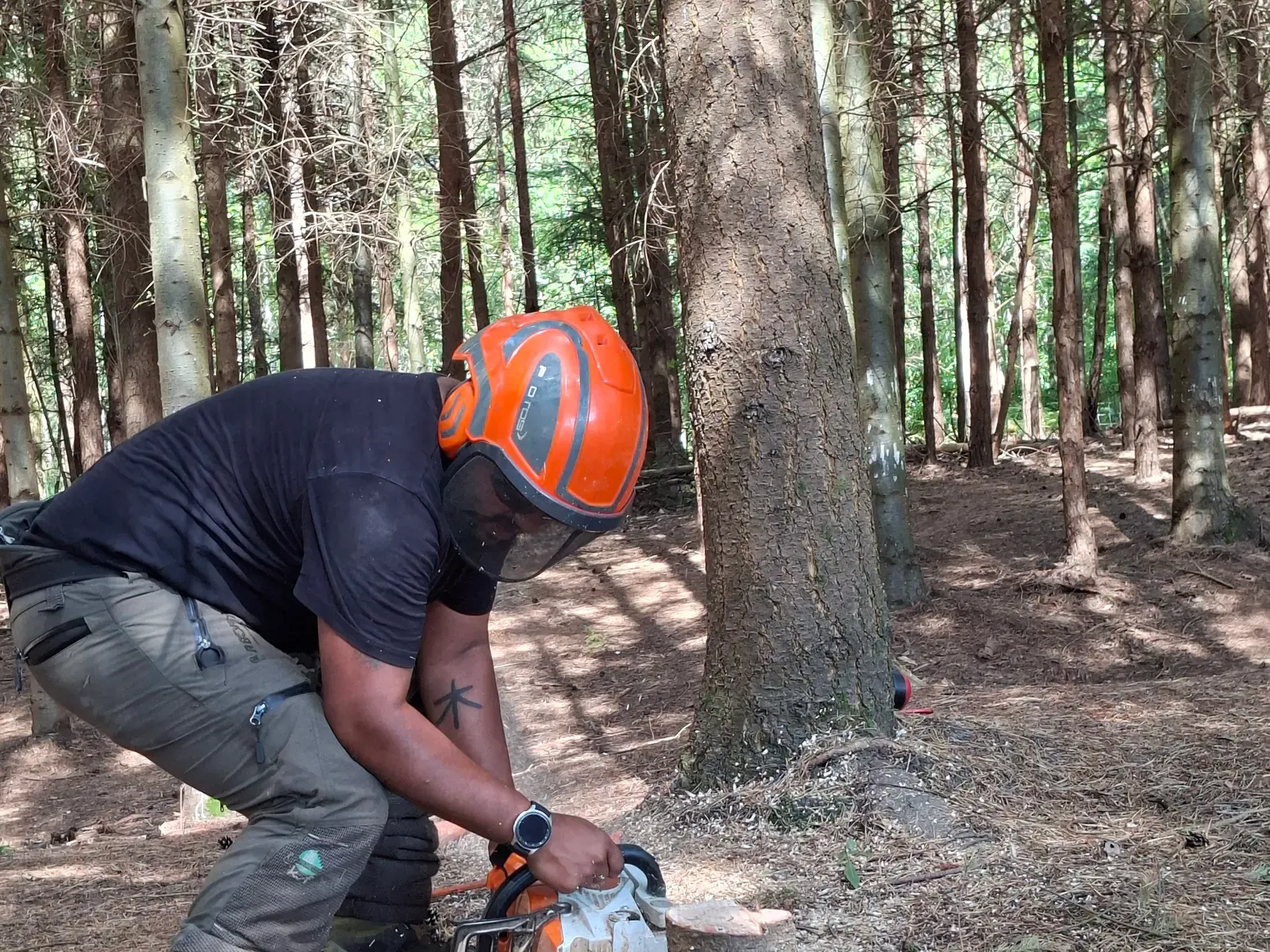 Rafi cutting a felled tree trunk into manageable sections with a chainsaw.