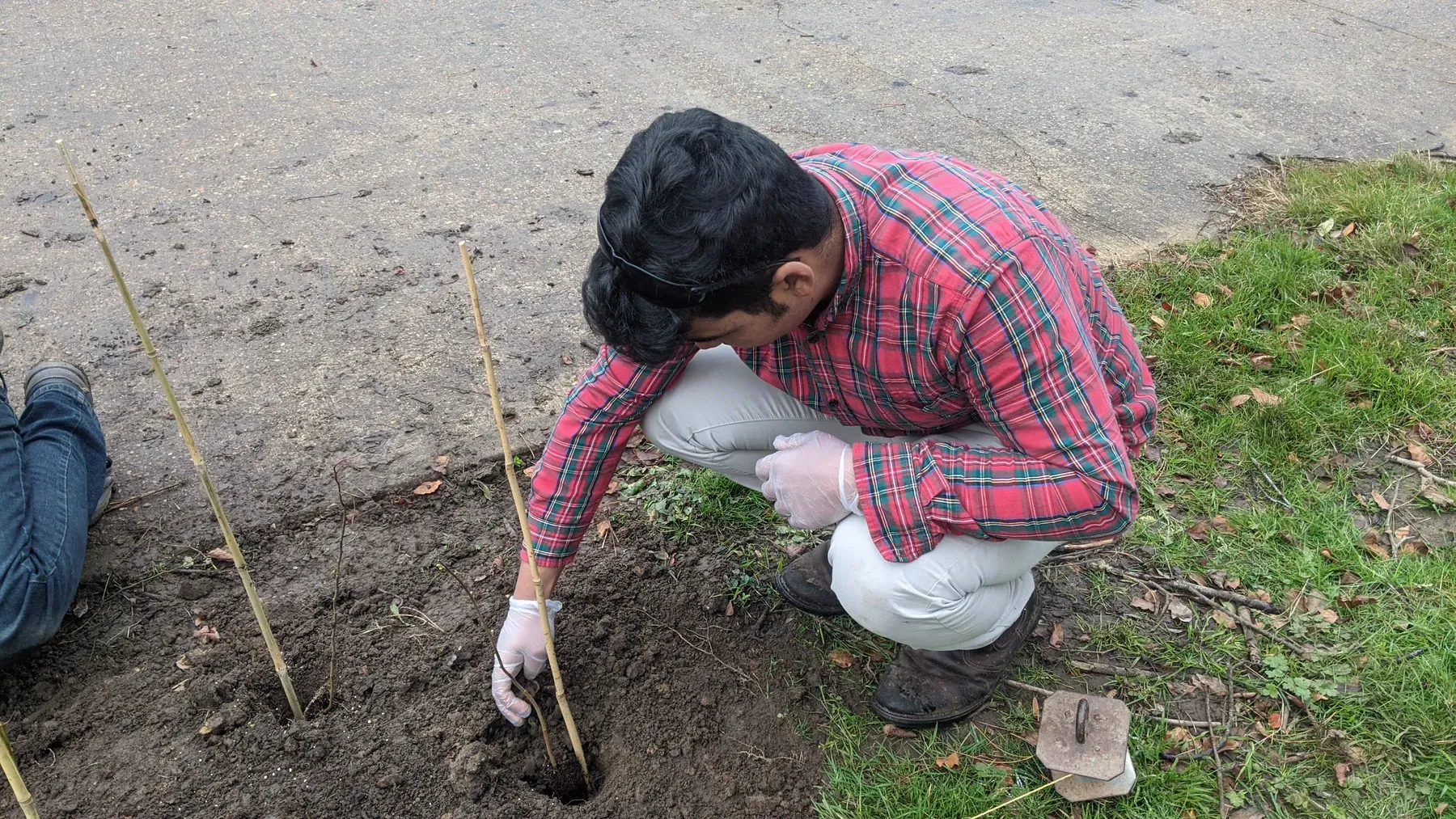 Rafi planting young trees beside a grass verge.